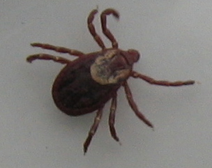 other tick