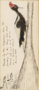 Ivory-billed woodpecker from 1890 journal