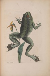 Cane Toad. From the first published account of the flora and fauna of North America: Catesby, Mark.Natural History of Carolina, Florida and the Bahama Islands (1729-47).http://biodiversitylibrary.org/page/38993574.