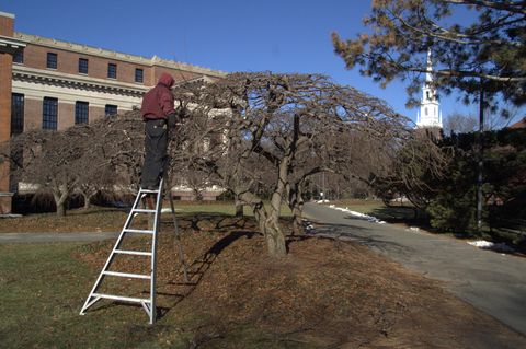 Mark works on the trees on  a winter's day while the students are away.