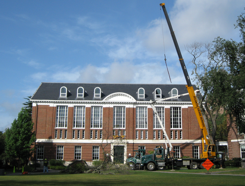 Tree Work at Schlesinger Library, Radcliffe Institute